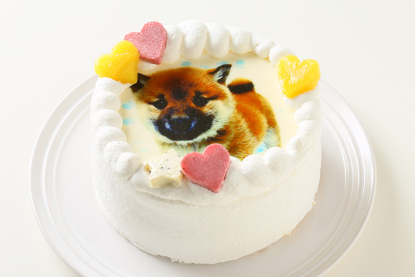 愛犬 わんこのバースデーケーキ お祝いのごちそう ニコリギフト